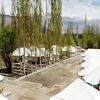 Nubra Ethnic Camp