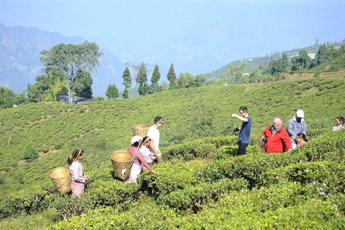 Singtom Tea Estate & Resort