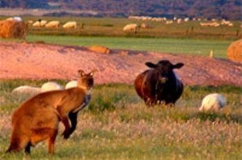 Flinders Chase Farm Stay